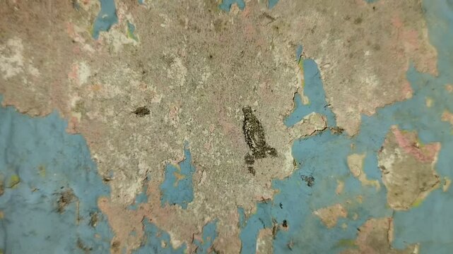 household casebearer or plaster bagworm (Phereoeca uterella) which sticks to the walls of the house