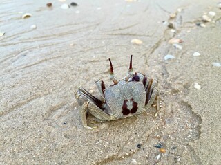 Horned ghost crab (Ocypode ceratophthalmus) or horn-eyed ghost crab, selective focus. Crab on the beach at Koh Yao Yai island, Phang Nga Thailand