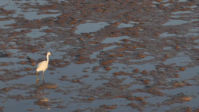 Great Egret Hunting at Golden Hour in Mudflats