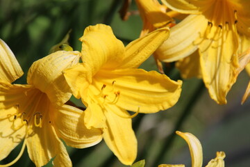 yellow flower closeup