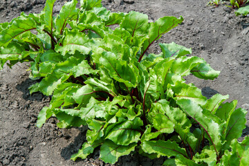 Lush foliage of beets in a vegetable garden. Cultivation of natural beetroot.
