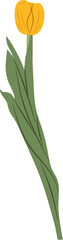 Tulip Vector Illustration