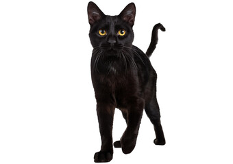 Black cat walking isolated on transparent or white background