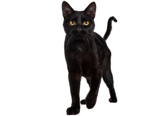 Black cat walking isolated on transparent or white background