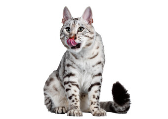 Naklejka premium Snow lynx Bengal cat licking its lips isolated on transparent or white background