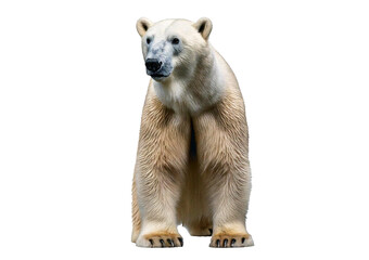 Fototapeta premium High-resolution polar bear, isolated on transparent or white background
