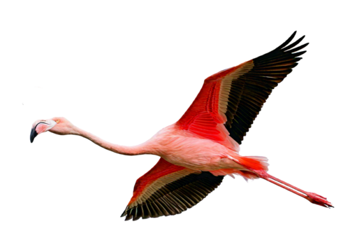 Pink Flamingo Bird Facing Side Leg Up isolated on transparent or white background