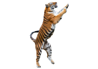 Royal tiger jump isolated on transparent or white background
