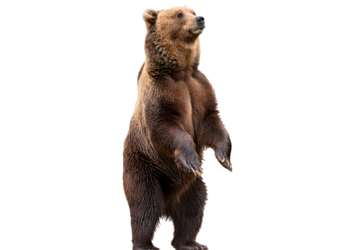 Brown Bear, 12 years old, standing upright isolated on transparent or white background