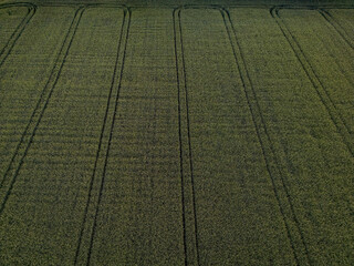Large green field with harvest and vehicle tracks, clear lines and uniform texture, fields and...