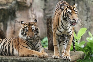 A pair of sumatran tigers are seen lying on the floor during the day.
