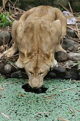 A lioness is seen drinking in the swamp