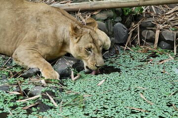 side view of a lioness drinking in the swamp