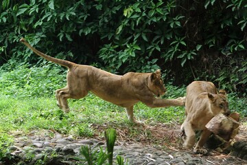 It looks like a lioness is fighting in the bushes