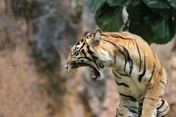 side view of sumatran tiger standing and roaring