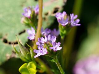 河川敷に咲くアレチハナガサ