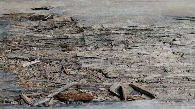 wood rots because it is often exposed to rainwater. Rainwater seepage softens the wood, then fungi and bacteria decompose it.