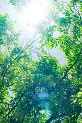 新緑の季節の緑の葉と太陽と木漏れ日