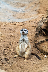 Fototapeta premium meerkat on guard duty