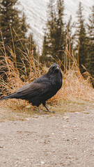Crow in the mountains