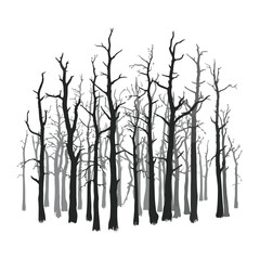 Fototapeta premium Silhouette of bare trees in a forest