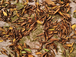 fallen leaves on the floor