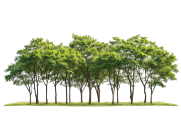 Green trees standing tall in a lush forest area isolated on a bright white background, showcasing nature's vibrant beauty and tranquility