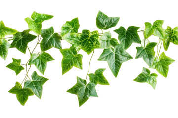Vibrant green leaves of Javanese treebine creating an intertwined display against a clean background in a well-lit indoor setting