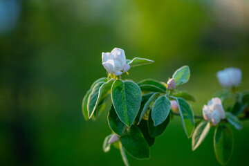 White quince flower bud on green background. Macro shot. Springtime nature and blossom concept.