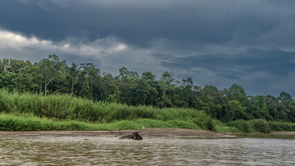 A pygmy elephant walks along the riverbed. Above the water, back, head. A white heron on a clay...