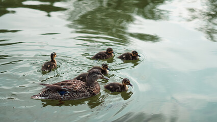 Wild duck family swimming peacefully on the lake in spring sunlight