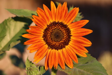 orange flower in the garden