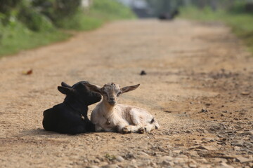 Two baby lambs sit by the village roadside, enjoying the fresh air, peaceful surroundings, and the...