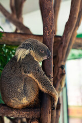 A koala is sitting sleepily in a tree.