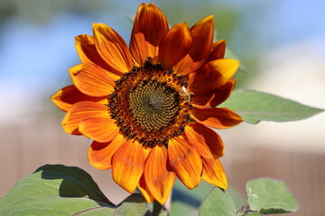orange flower with abee collecting it's nectar © Steve