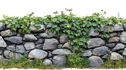 Stone wall with green vine leaves texture background for garden design and landscaping wallpaper photo transparent background png