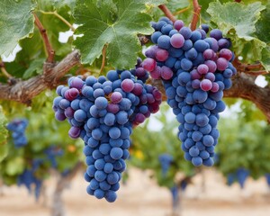 Day Of La Rioja Grape Harvest Celebration with Vibrant Clusters in Autumn Vineyard - Oktoberfest Festivity and Black Friday Wine Marketing Trends