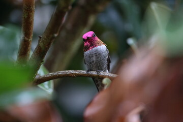 humming bird looking into camera close up