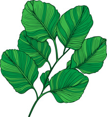 Green tropical leaves illustration