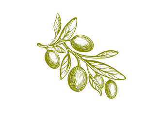 Engraved olive branch. Sketch plant, green fruit