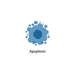 Apoptosis. Programmed cell death. Aging process in cells. Stages of apoptosis, normal cell, shrinkage, membrane blebbing, cell breaks into apoptotic bodies and phagocytosis. Vector illustration.