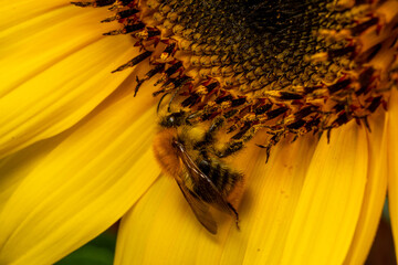 Bee on a flower