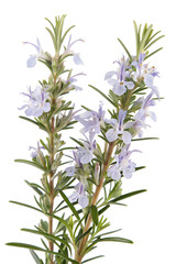 Naklejka premium branch of rosemary on white