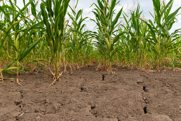 green corn field