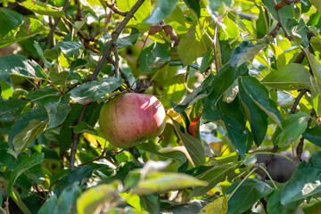 apple on a tree
