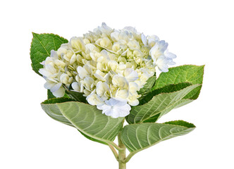 Blue Hydrangea flower, Hydrangea macrophylla, isolated on white background, with clipping path