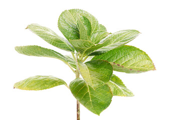 Hydrangea leaves, Hydrangea macrophylla, isolated on white background, with clipping path                                   