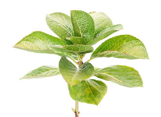 Hydrangea leaves, Hydrangea macrophylla, isolated on white background, with clipping path          ...
