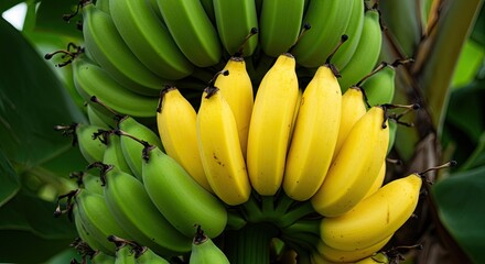 A close-up view of ripe yellow and unripe green bananas growing on a tree