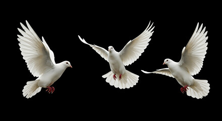 Fototapeta premium Three white doves in flight peaceful birds soaring freedom hope